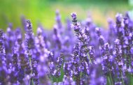 9 Botanical Products That May Support Relaxation and Everyday Wellness