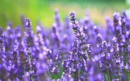 9 Botanical Products That May Support Relaxation and Everyday Wellness