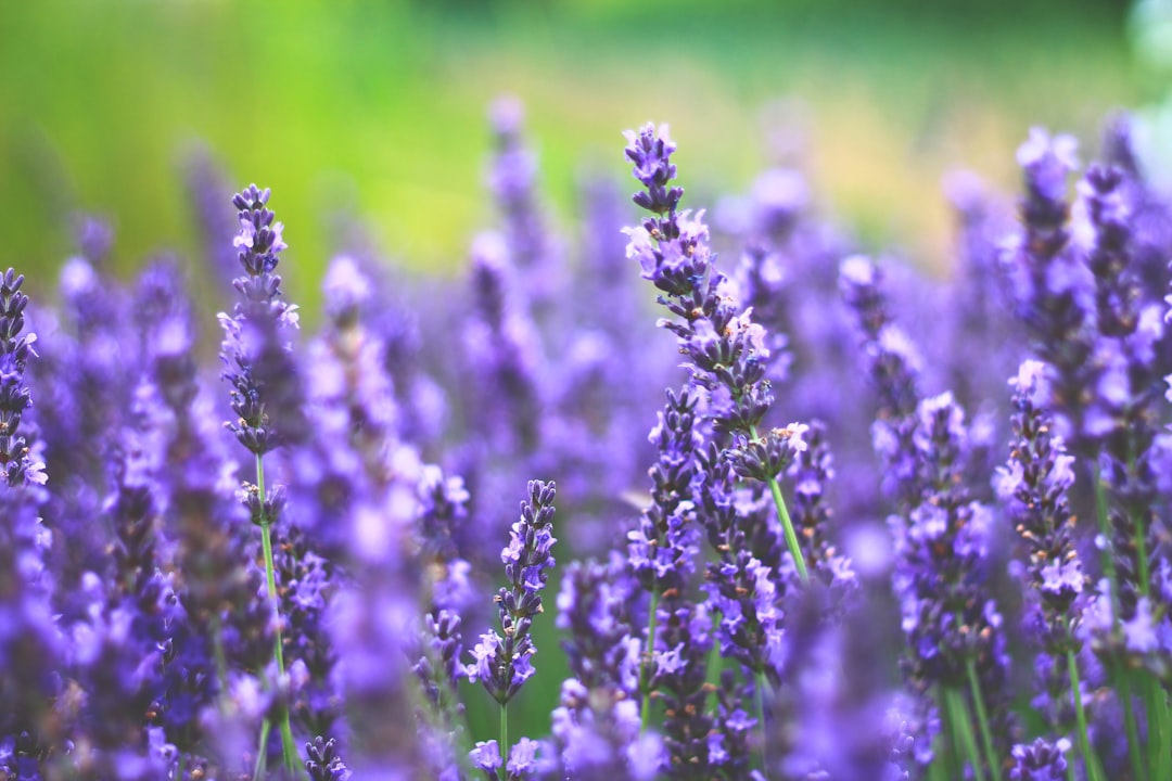 9 Botanical Products That May Support Relaxation and Everyday Wellness
