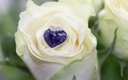 Golden Bird Jewels Guide: How Much Should You Really Spend on Wedding Rings?